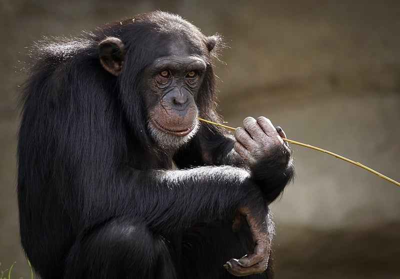 Air-Purifying Species