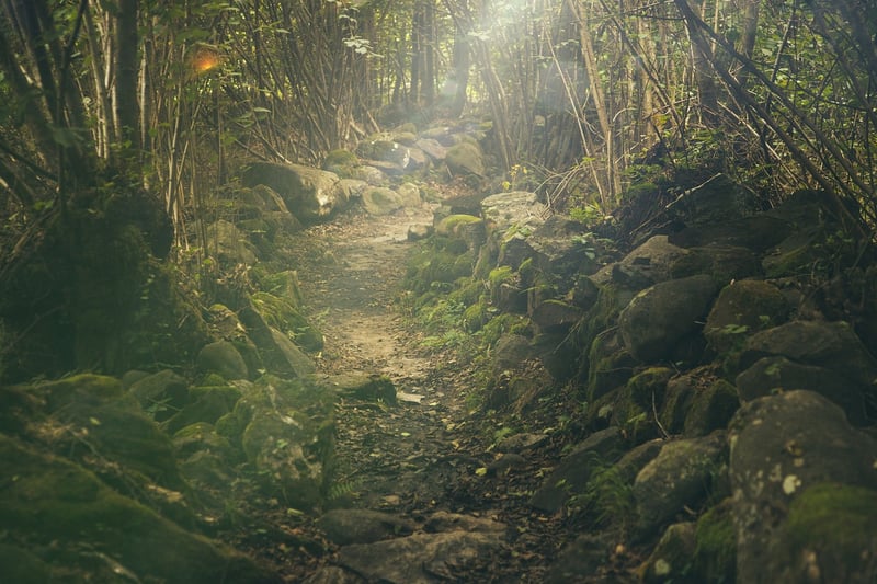 Sunlight in the Forest